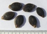 Cucurbita ficifolia
