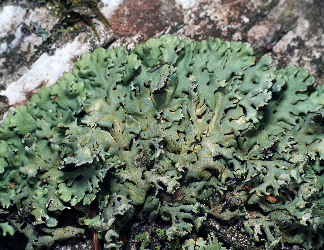 Изображение особи Hypogymnia physodes.