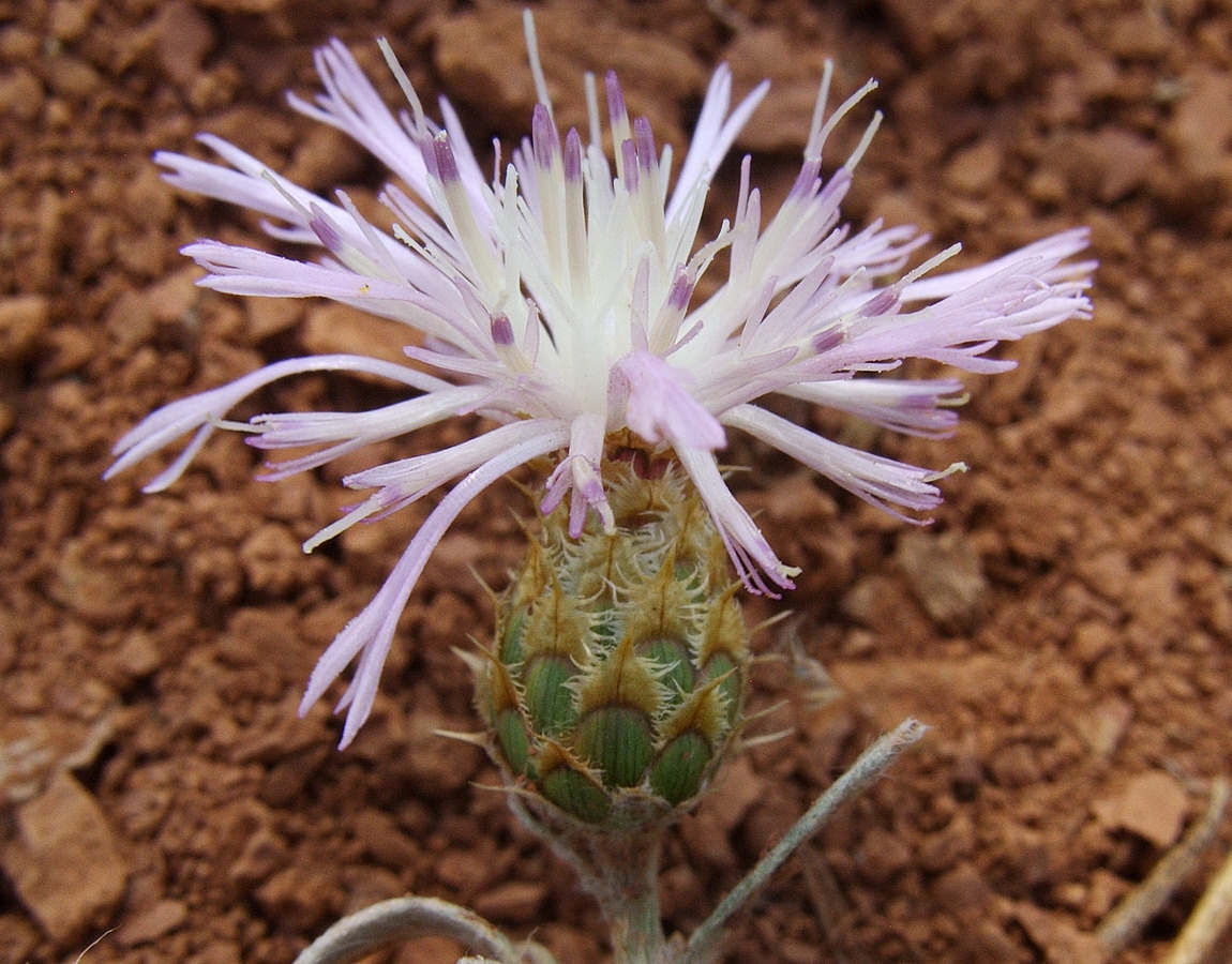 Изображение особи род Centaurea.