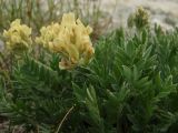 Oxytropis evenorum