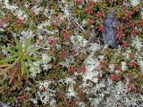Loiseleuria procumbens. Растение в стадии бутонизации в сообществе с Cladonia и Ledum (побег слева). Магаданская обл., окр. Магадана, пос. Снежная Долина, водораздел в бассейне р. Дукча, горная тундра. 13.06.2008.