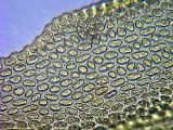 Lewinskya affinis