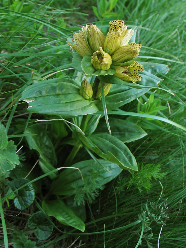 Изображение особи Gentiana punctata.