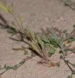 Silene villosa