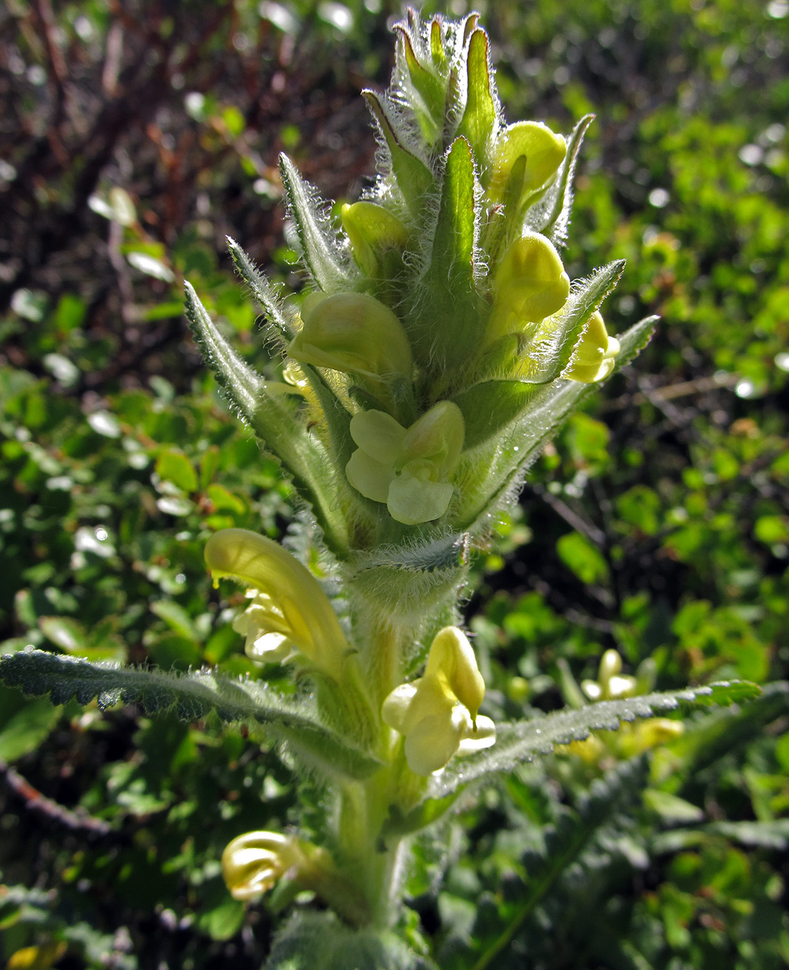 Image of Pedicularis tristis specimen.