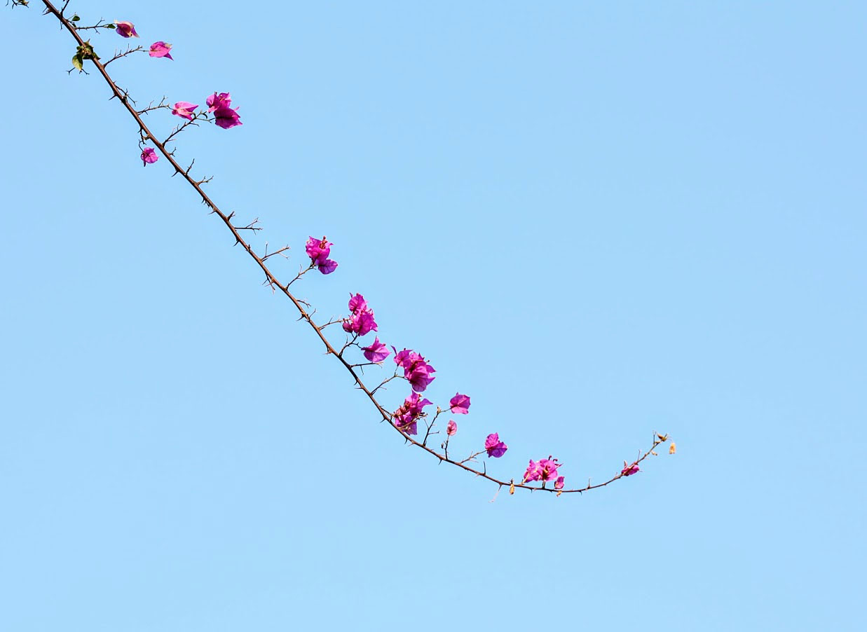 Image of genus Bougainvillea specimen.