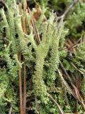 genus Cladonia