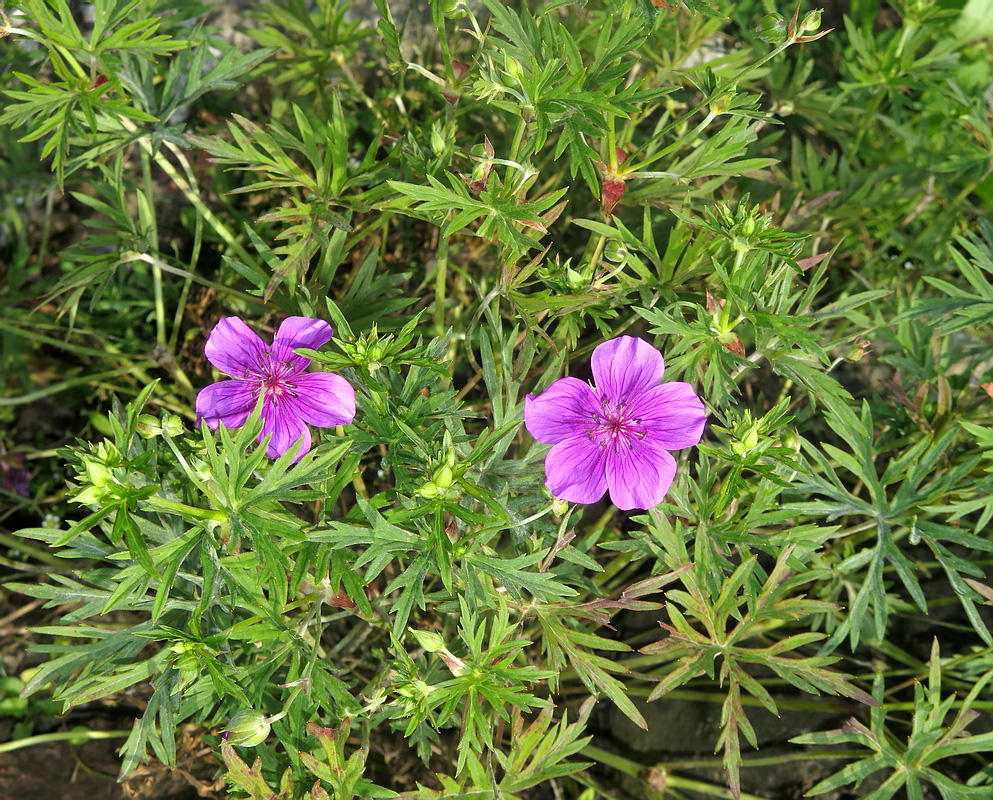 Изображение особи Geranium soboliferum.