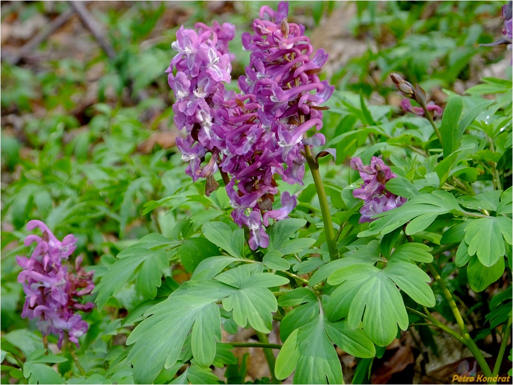 Image of Corydalis cava specimen.