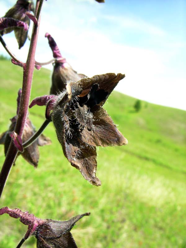 Image of Delphinium triste specimen.