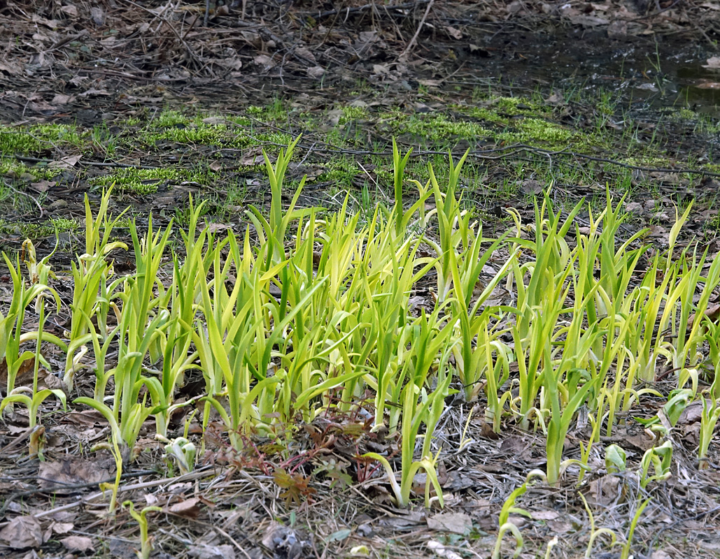 Image of Hemerocallis &times; hybrida specimen.