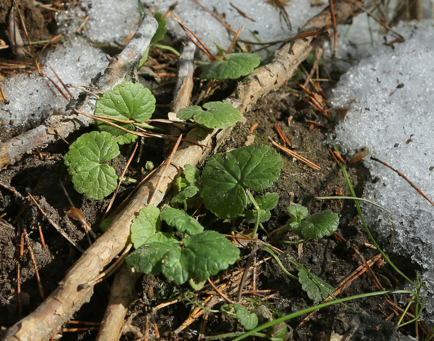 Изображение особи Glechoma hederacea.