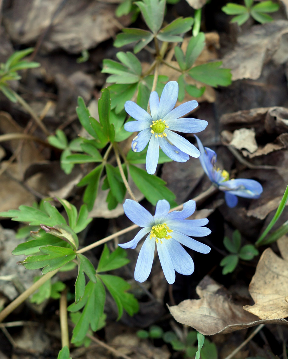 Image of Anemone caucasica specimen.