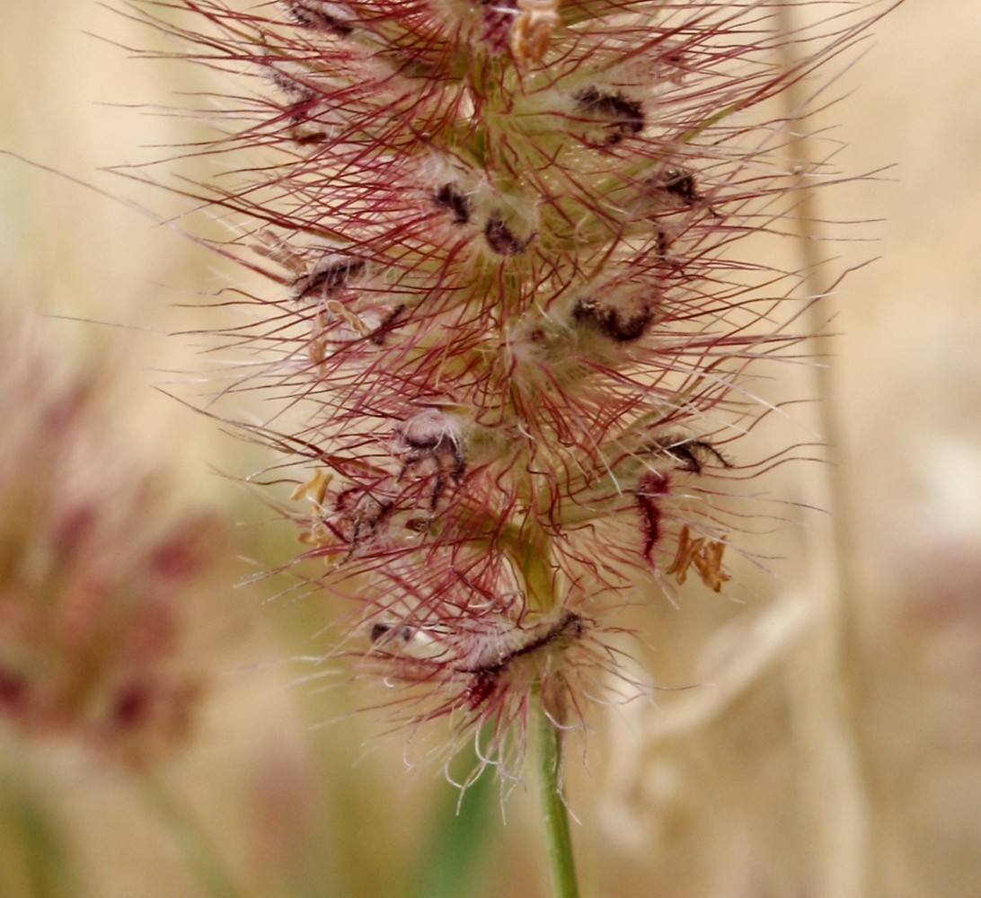 Изображение особи Cenchrus ciliaris.