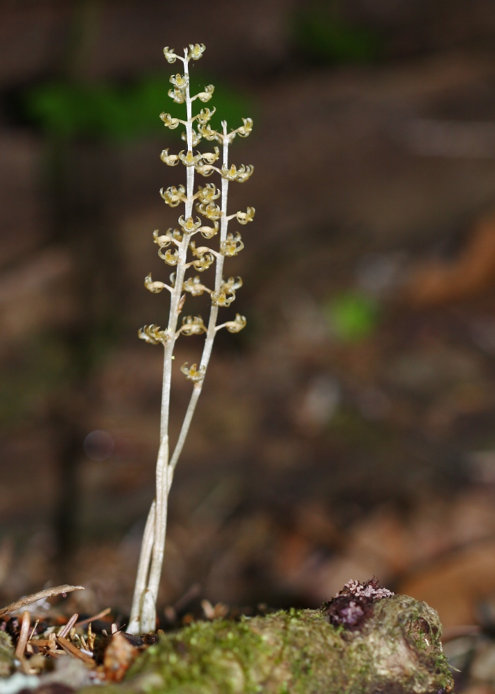 Изображение особи Neottia asiatica.