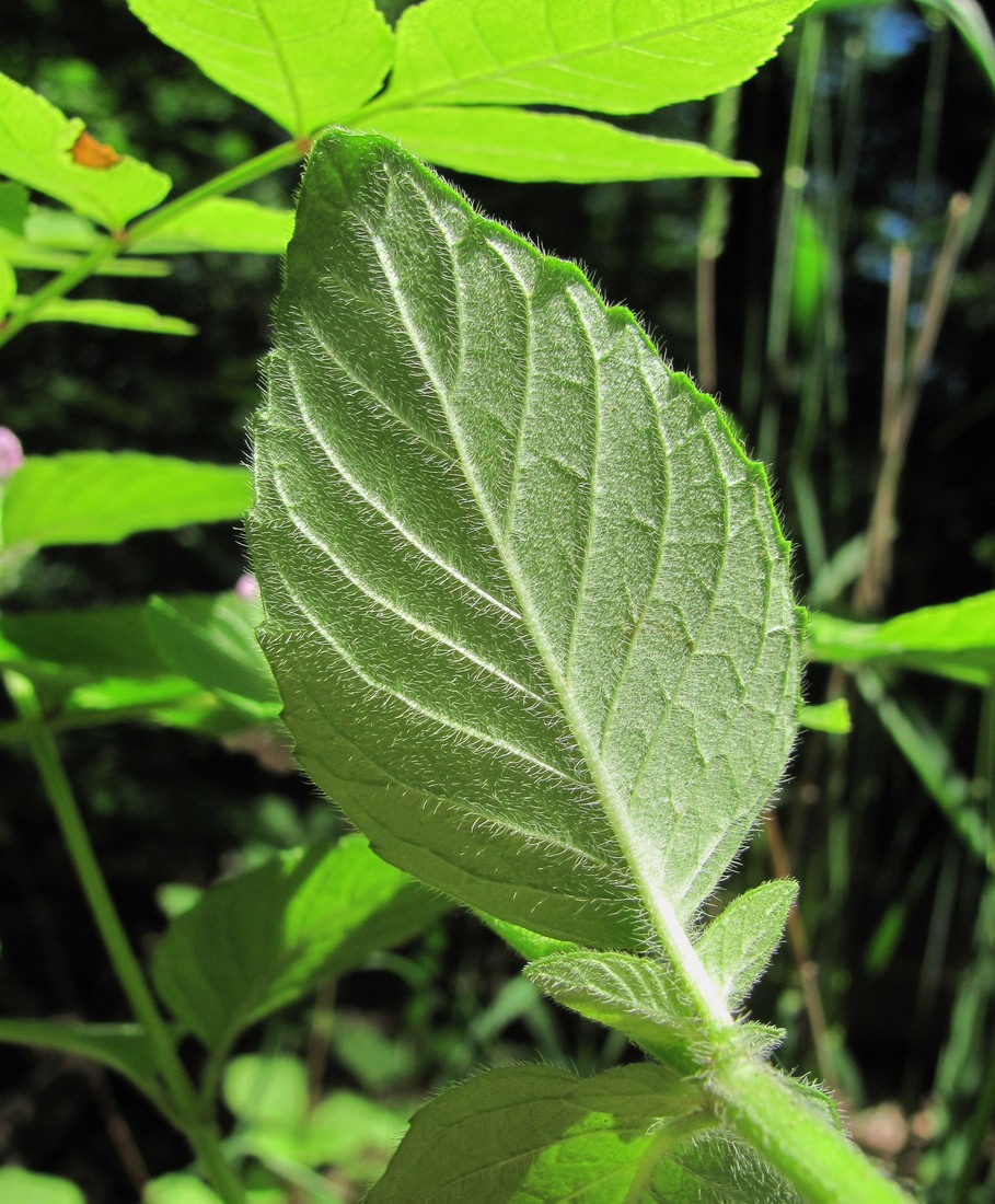 Image of Clinopodium vulgare specimen.