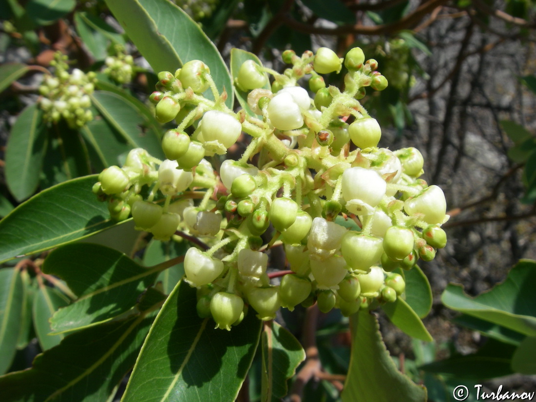 Изображение особи Arbutus andrachne.