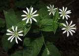 Stellaria nemorum