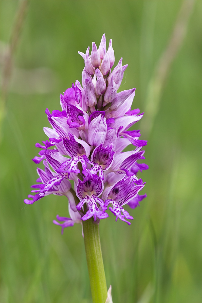 Изображение особи Orchis militaris.