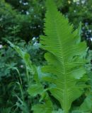 Dipsacus laciniatus