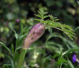 Angelica sylvestris. Верхушка растения с развивающимся соцветием, скрытым влагалищем листа. Московская обл., Раменский р-н, окр. ж.-д. платформы Хрипань, просека под ЛЭП. 04.07.2017.