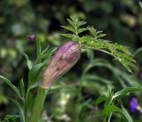 Angelica sylvestris