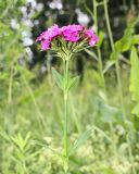 Dianthus barbatus