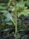 Lilium pilosiusculum. Нижняя часть побега. Пермский край, г. Пермь, Кировский р-н, сосновый бор. 16.07.2017.