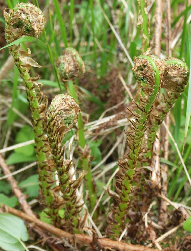 Image of Dryopteris expansa specimen.