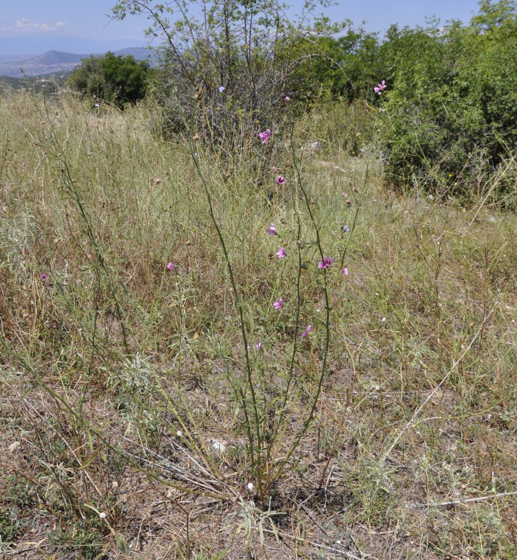 Изображение особи Althaea cannabina.