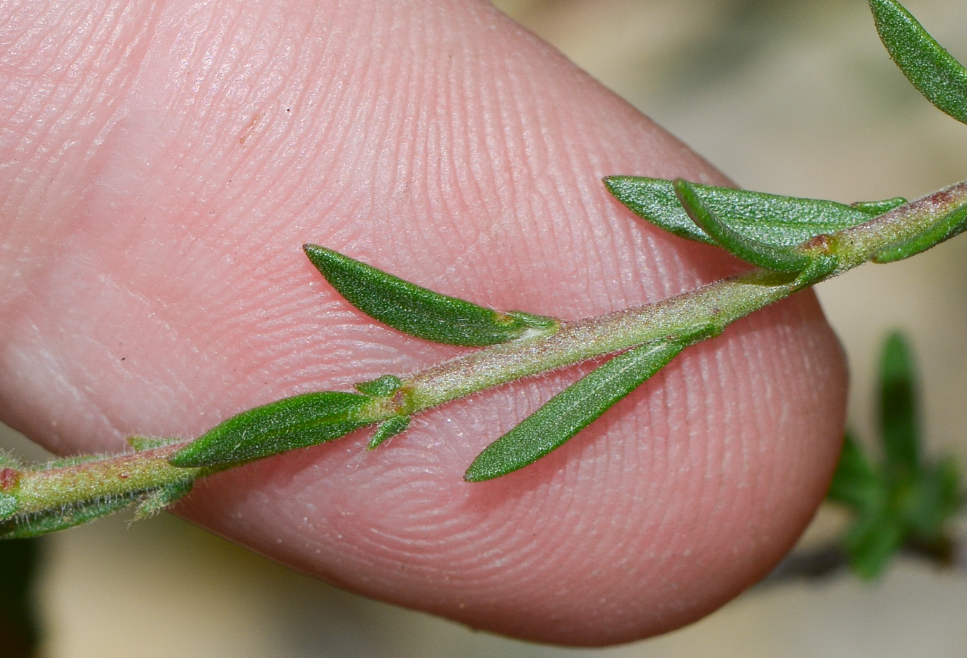 Image of Fumana arabica specimen.