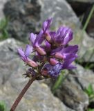 Astragalus brachytropis. Соцветие. Кабардино-Балкария, Эльбрусский р-н, долина р. Юсеньги, ок. 2550 м н.у.м., каменистое место у р. Юсеньги. 25.08.2017.