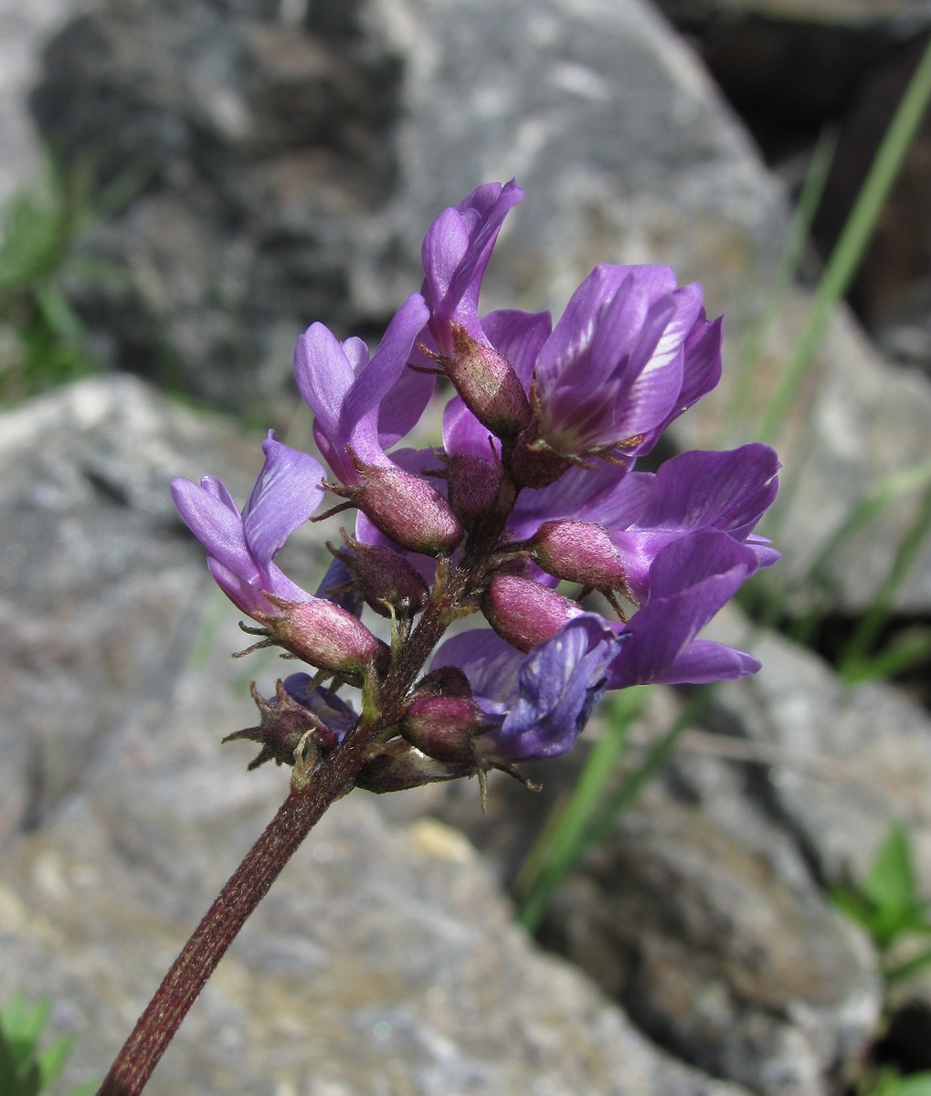 Изображение особи Astragalus brachytropis.