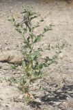 Atriplex rosea