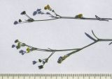 Bupleurum marschallianum