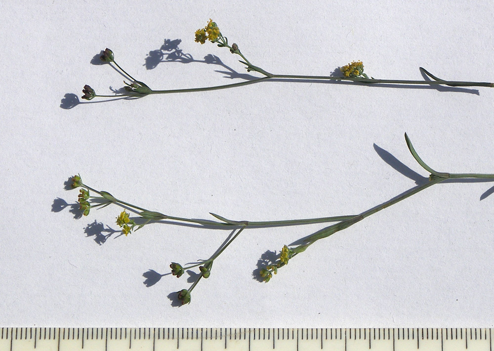 Изображение особи Bupleurum marschallianum.