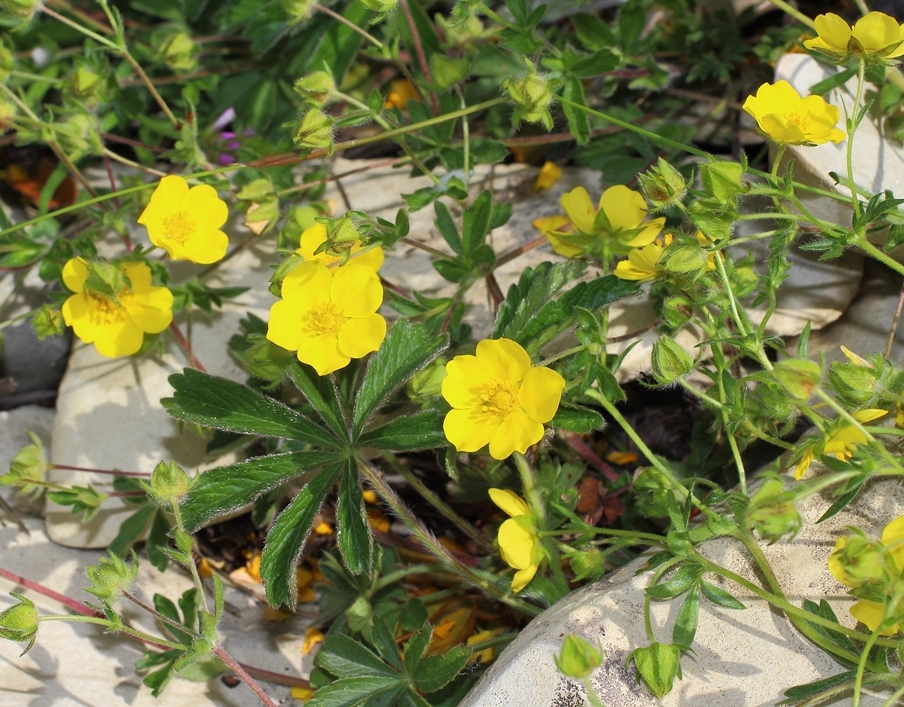 Image of Potentilla sphenophylla specimen.