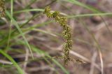 Carex laevissima