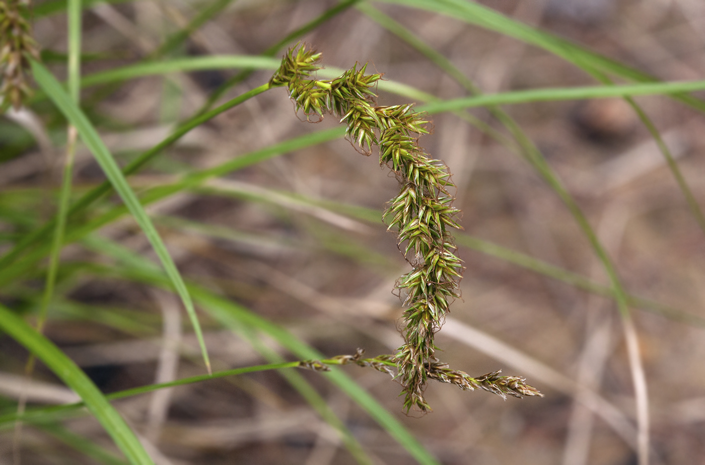 Изображение особи Carex laevissima.