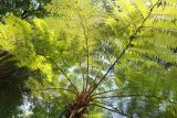 Cyathea cooperi. Части ваий (вид снизу). Италия, обл. Тоскана, г. Флоренция, ботанический сад, в культуре. 5 июня 2017 г.