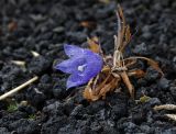 Campanula lasiocarpa