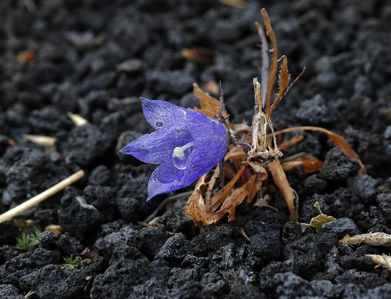 Изображение особи Campanula lasiocarpa.