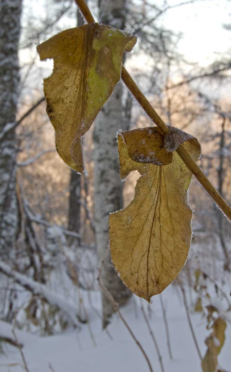 Изображение особи Bupleurum longifolium ssp. aureum.