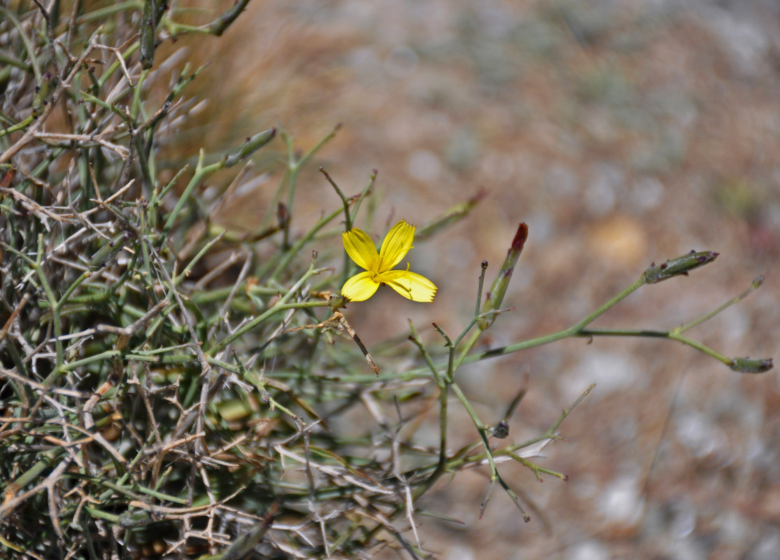 Image of Scorzonera acanthoclada specimen.