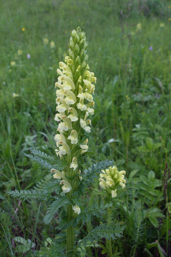 Image of Pedicularis kaufmannii specimen.