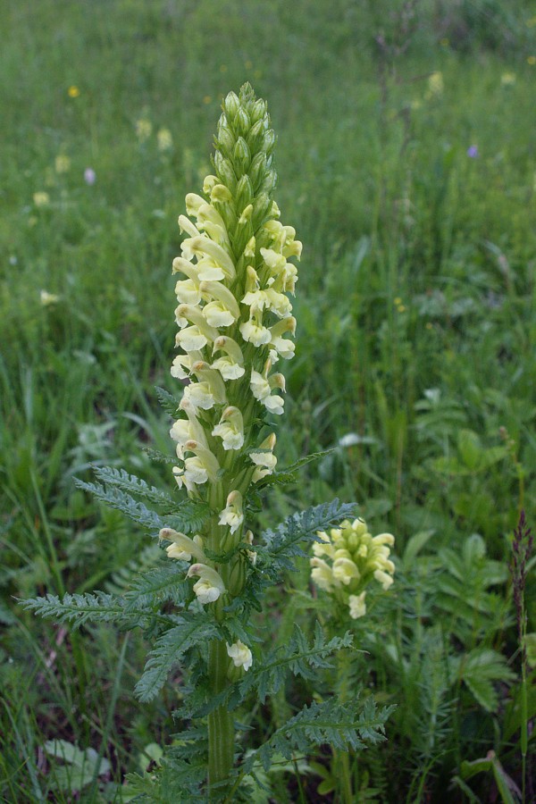 Изображение особи Pedicularis kaufmannii.