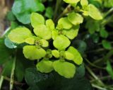 Chrysosplenium kamtschaticum. Цветки и листья. Камчатский край, Алеутский р-н, о-в Медный, хребет над бух. Марьинская, травяной склон. 08.08.2017.