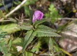 Pedicularis resupinata