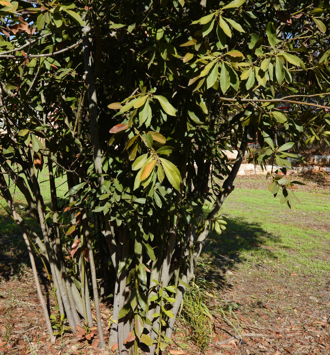 Изображение особи Laurus novocanariensis.