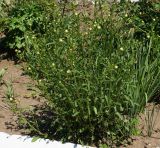 Leucanthemum maximum. Расцветающее растение. Восточный Казахстан, г. Усть-Каменогорск, в культуре. 31.05.2017.